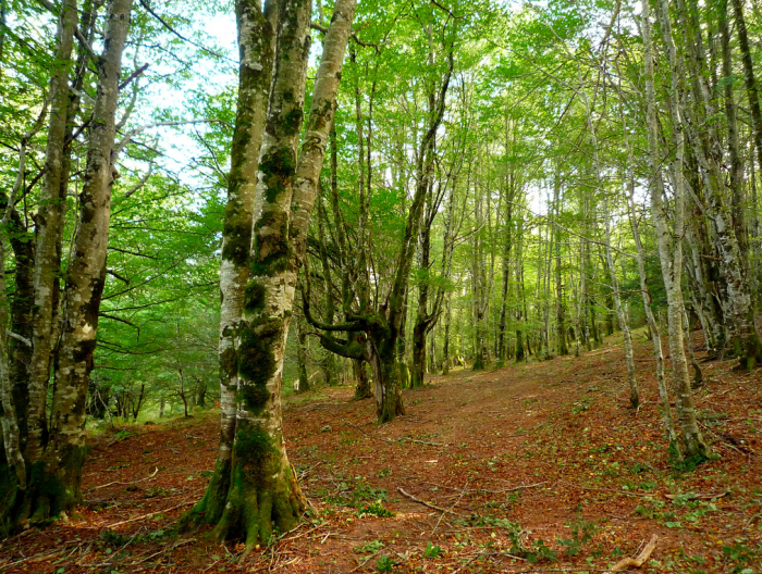 The best forests in Spain to visit in Autumn — idealista