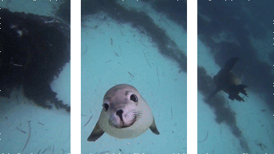 Curioso de la semana: ¿Conoces los gif en 3d? Te van a dejar con la boca abierta (fotos)