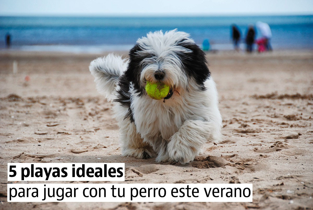 Las 5 mejores playas para tus vacaciones con perro