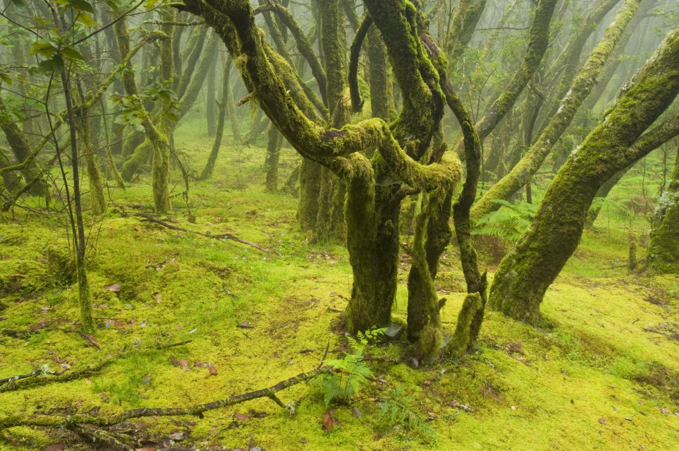 Parque nacional de Garajonay (La Gomera) / GETTY IMAGES