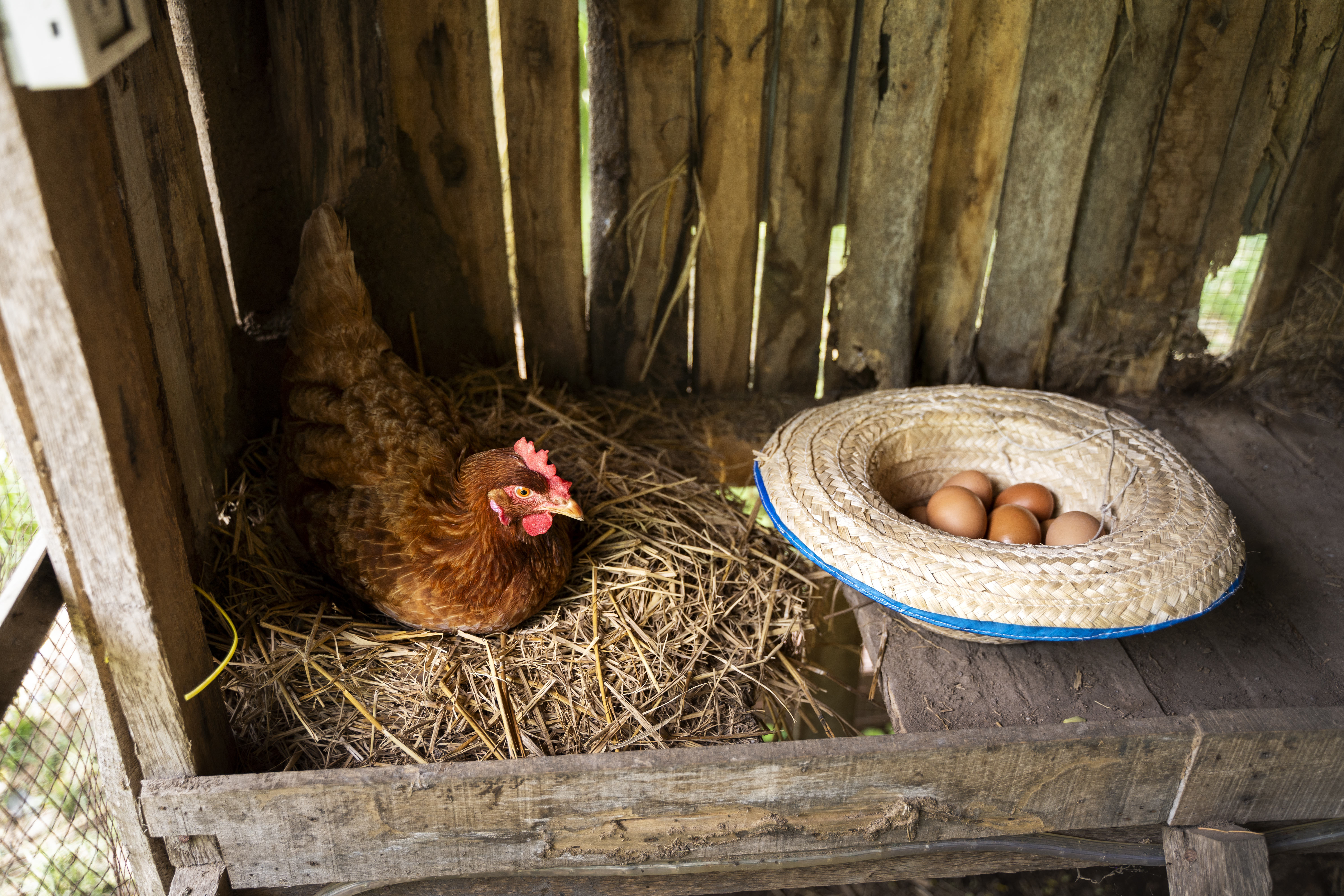 Cómo tener gallinas en el jardín de casa