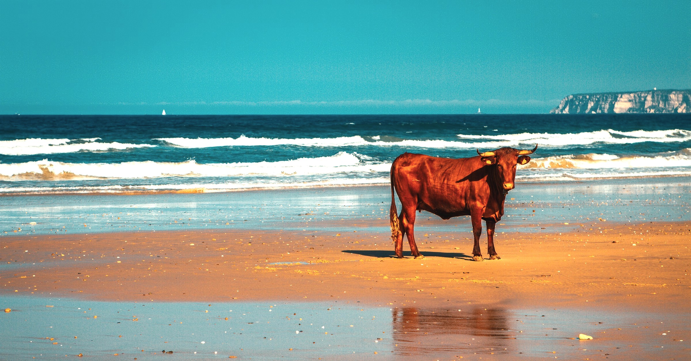 Cow beach in Spain