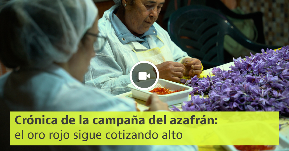 Portada azafrán play