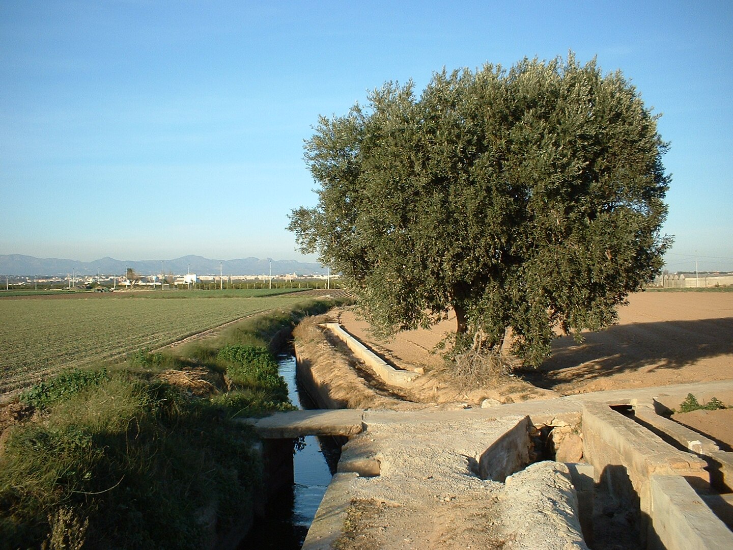 La Huerta de Valencia tiene sus orígenes durante el periodo andalusí.