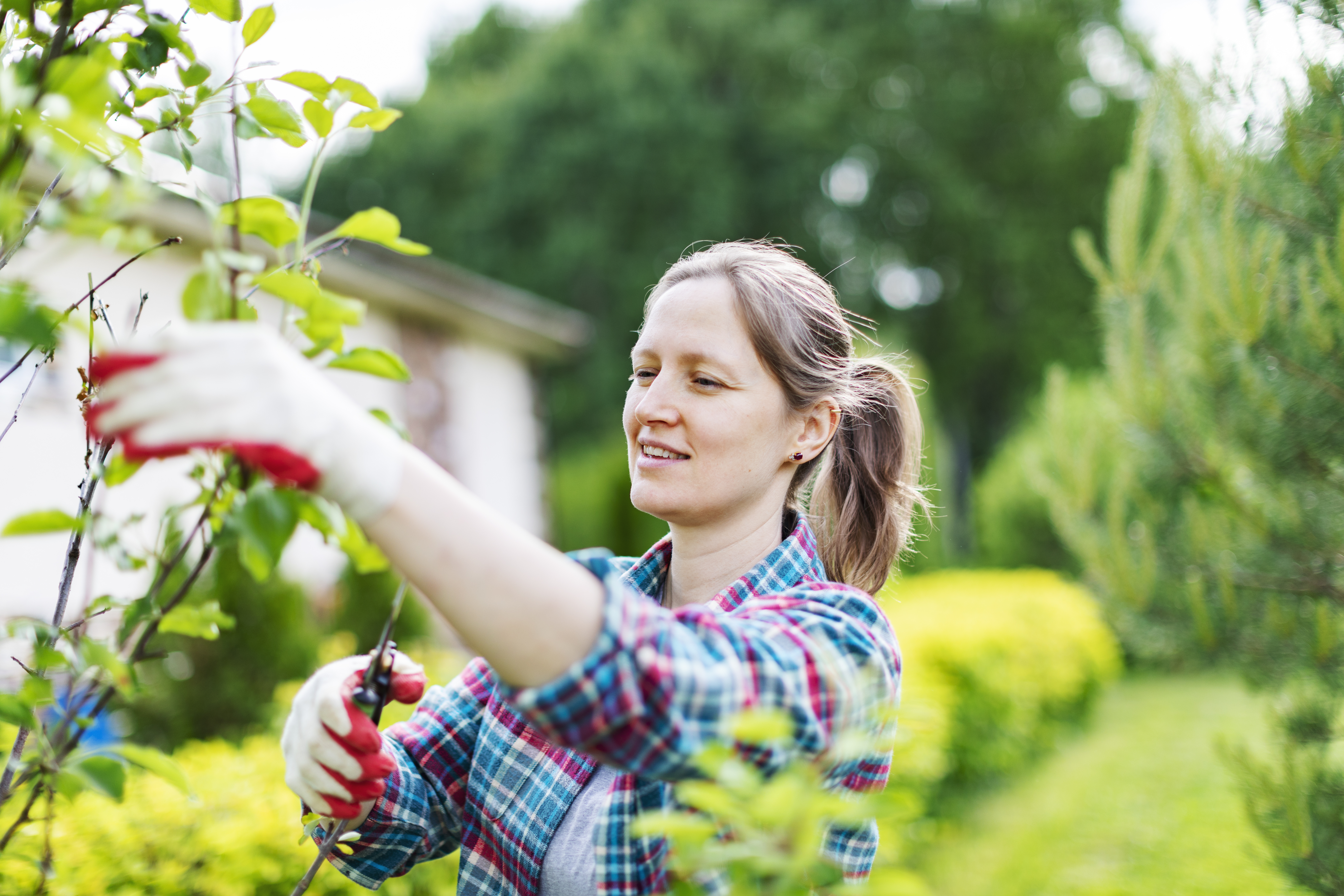 Plantas y árboles que se pueden podar en invierno para disfrutarlo en verano