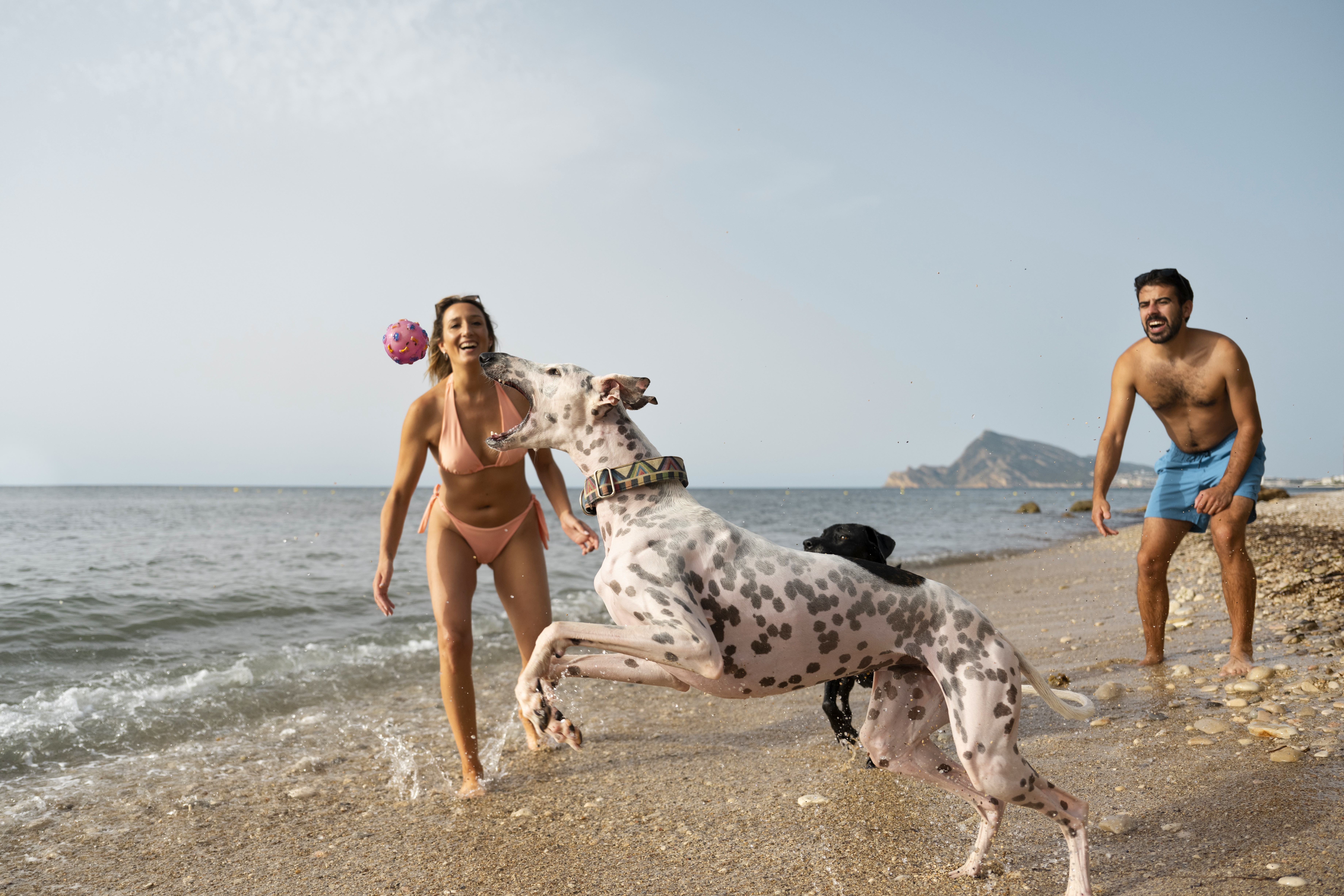 Playas para perros en España para ir con tu mascota en 2026