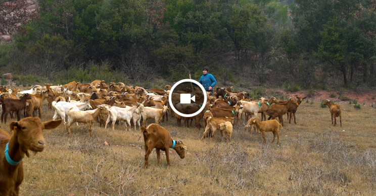 ramaderes-de-catalunya_boletin
