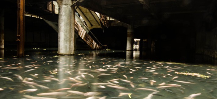 peces_03