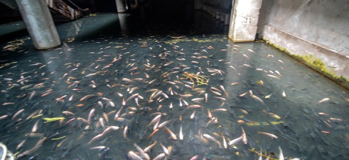 peces_04
