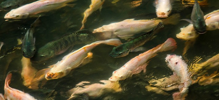 peces_07