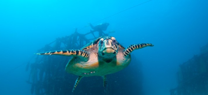 Bucear en el mar de Malasia 
