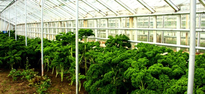 Solheimar Greenhouse