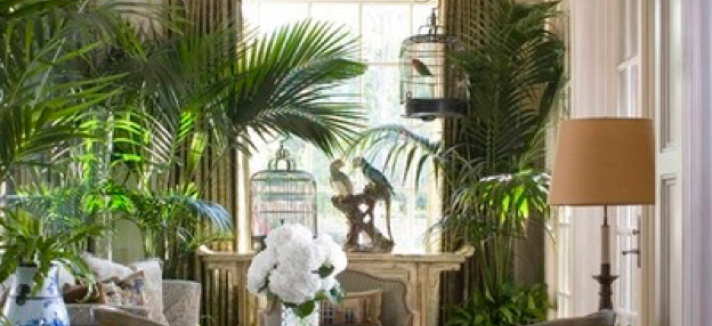 plantas_en_casa_04