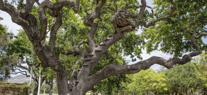 arbol