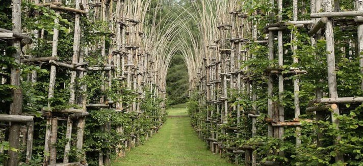 catedral_vegetal
