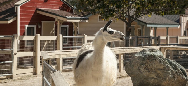 llama