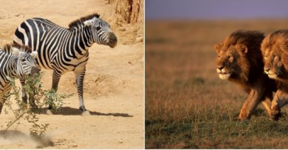 cebras-leones