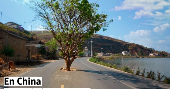 Los chinos derriban casas y edificios históricos pero no dudan en desviar carreteras para salvar árboles centenarios