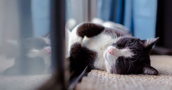 Qué hacer con la mascota durante la visita de un comprador a la casa