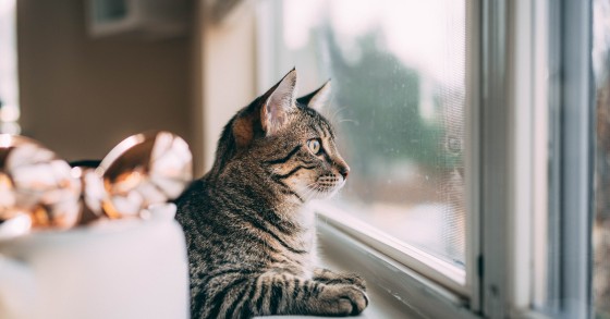 Cómo preparar tu casa para tener un gato