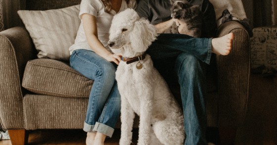 Cómo mantener limpia la casa: los trucos para quienes conviven con mascotas