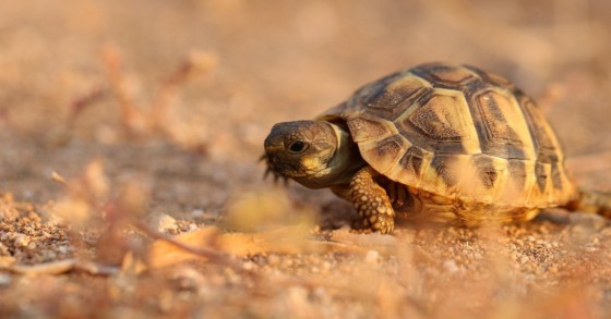 que hacer si te encuentras una tortuga en tu jardin