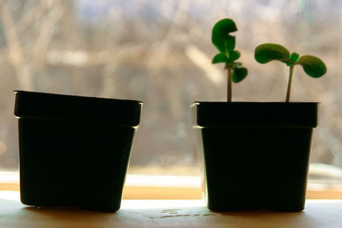 ¿Brotes verdes? Sí, pero no aquí - resumen 2009