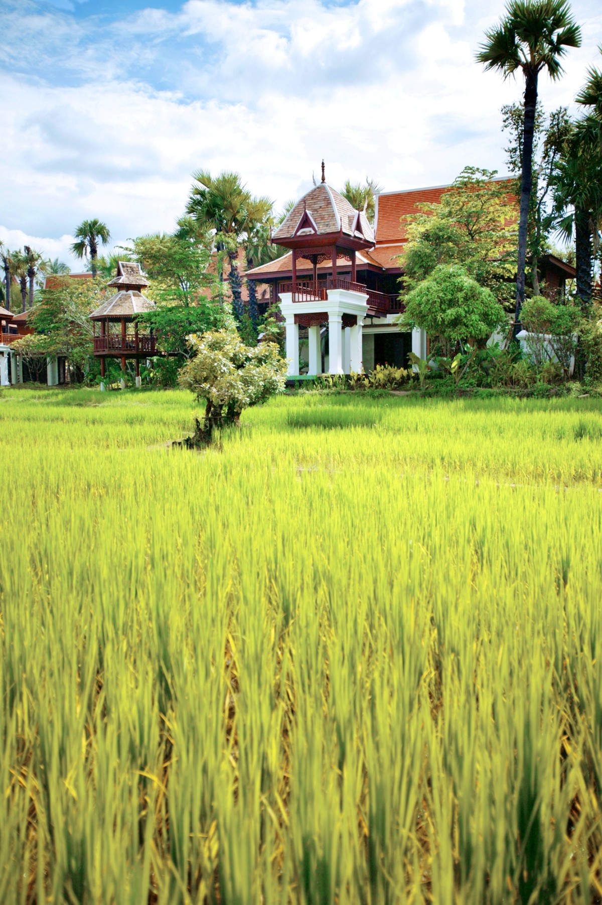 dhara_dhevi6
