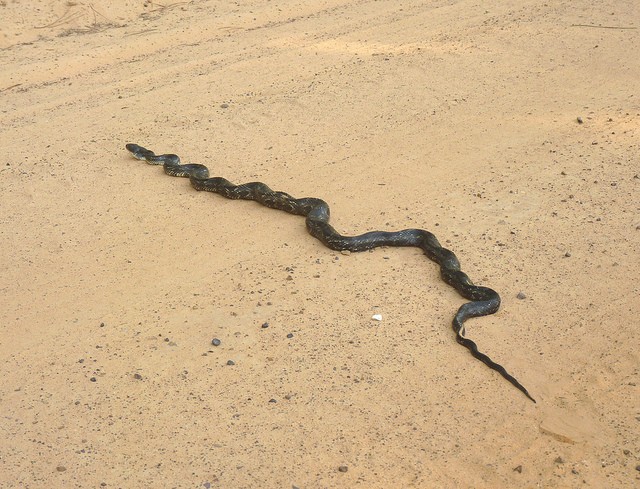 La gran inmobiliaria de la banca es la serpiente del verano