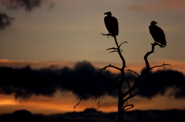 El especulador de viviendas se transforma en buitre carroñero