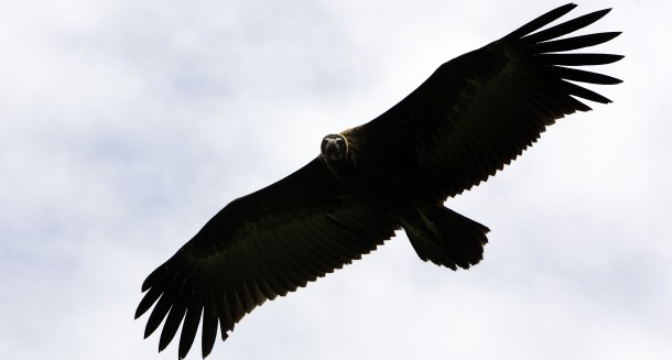  El banco malo rechaza la entrada de fondos buitre mientras algunos accionistas estudian salir