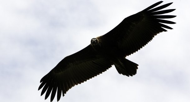  Así son los fondos buitre que quieren comprar ladrillo español