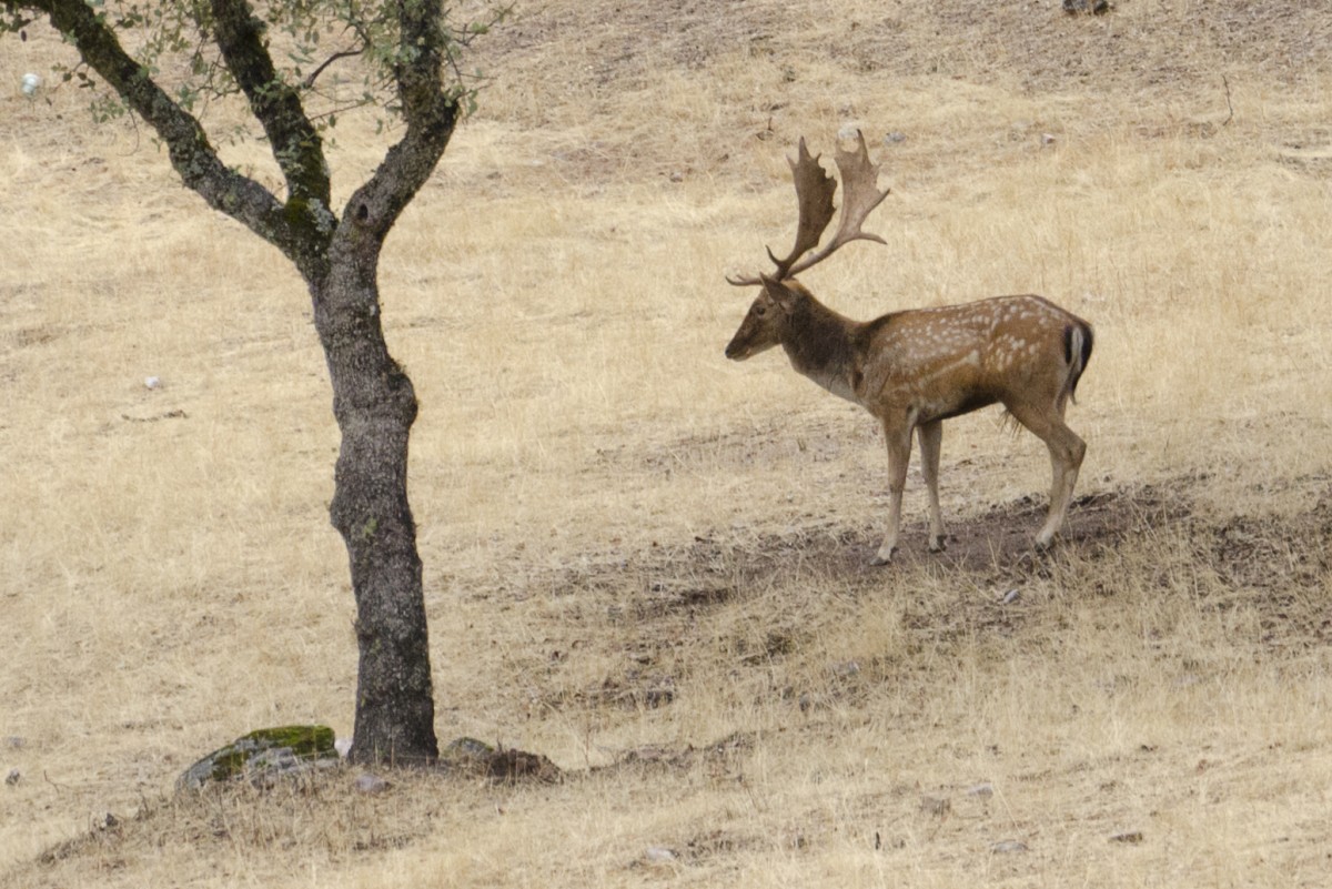 un ciervo durante la berrea La berrea del ciervo o venado en Asturias