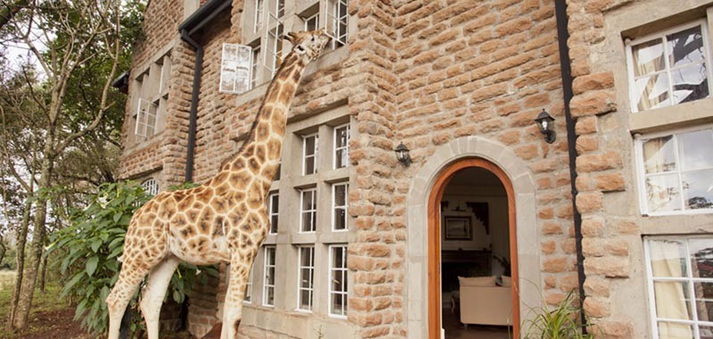 giraffe-manor-9_0