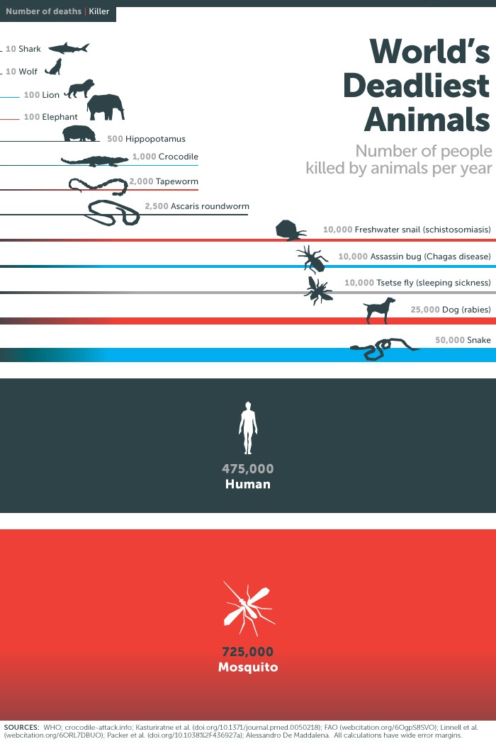Imagen del día: animales que más muertes causan en el mundo al año