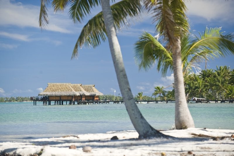 pilotis_cocotiers_paysage_p