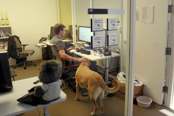 Billares, cápsulas para la siesta y mascotas, así motiva Google a sus trabajadores (fotos)