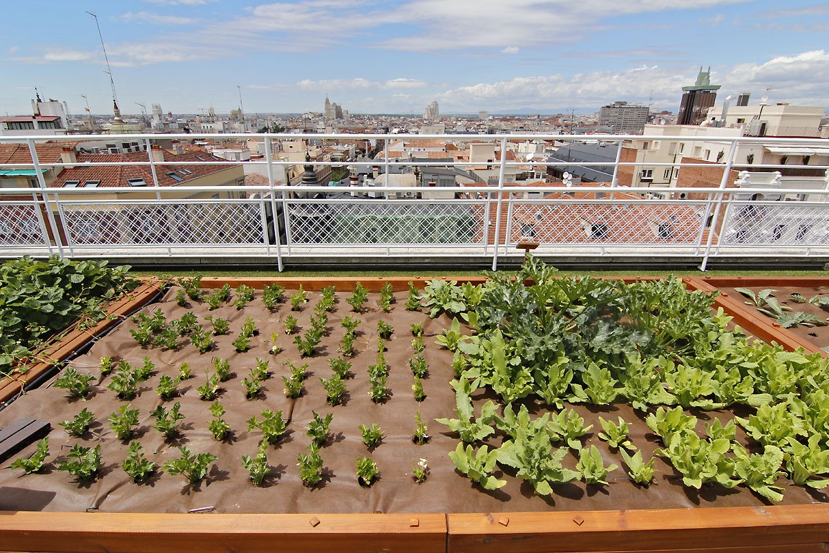 El huerto Urbano más grande del mundo está en Madrid