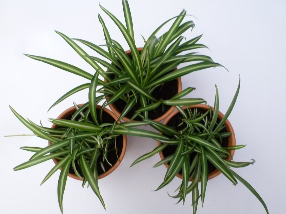 'Do it yourself’ 03: Cómo hacer un jardín vertical con palés