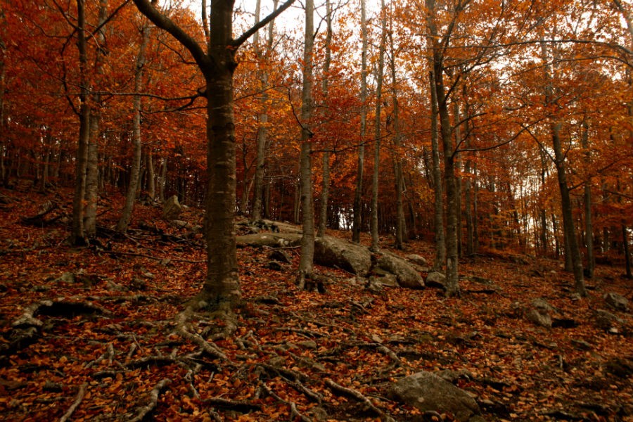 Los bosques son para el Otoño: de excursión por los siete mejores hayedos de España