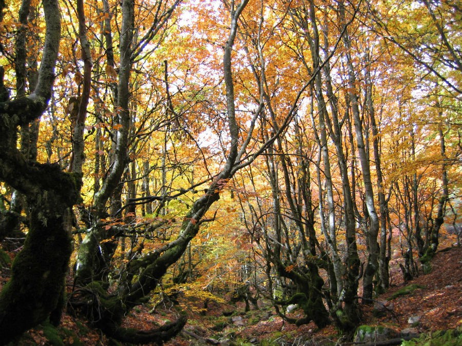 Los bosques son para el Otoño: de excursión por los siete mejores hayedos de España