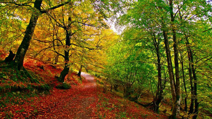 Los bosques son para el Otoño: de excursión por los siete mejores hayedos de España
