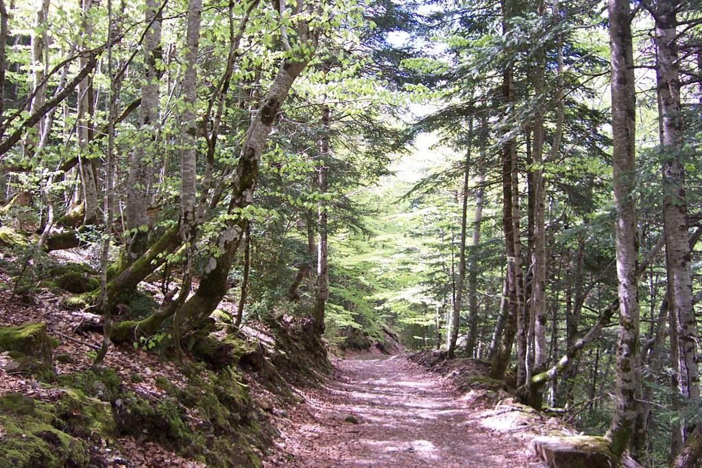 Los bosques son para el Otoño: de excursión por los siete mejores hayedos de España