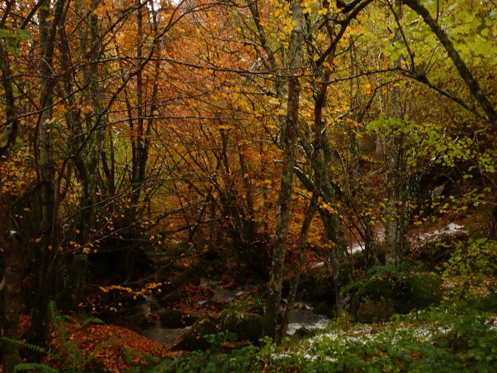 Los bosques son para el Otoño: de excursión por los siete mejores hayedos de España