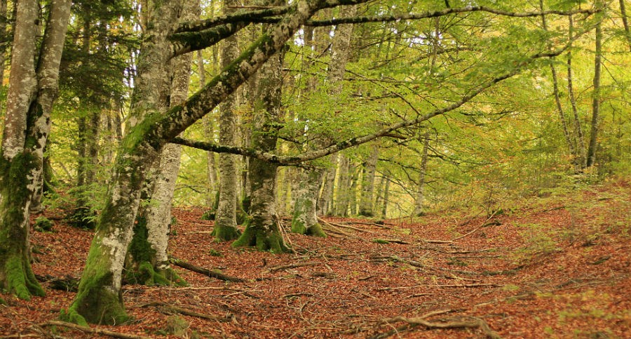 Los bosques son para el Otoño: de excursión por los siete mejores hayedos de España