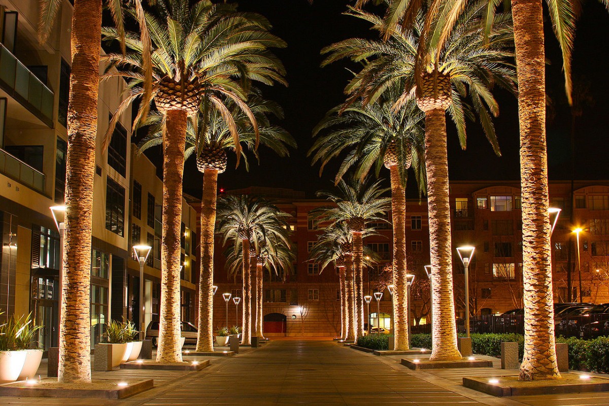 1280px-san_jose_california_palm_tree_2010