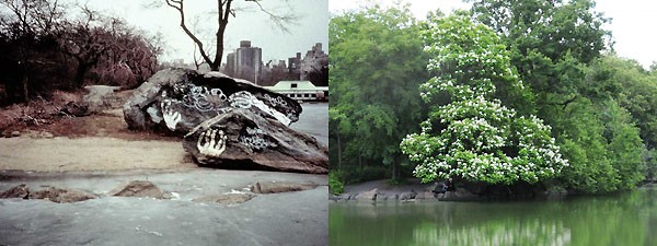 central_park_03