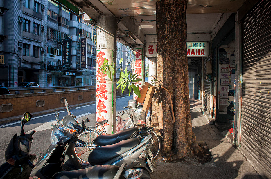 arboles_china_001