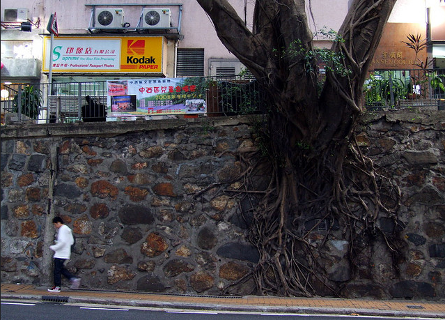arboles_china_002