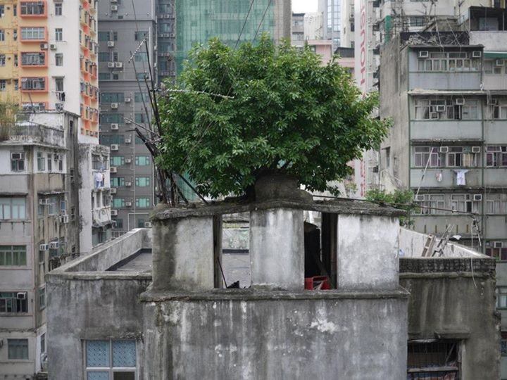 arboles_china_03